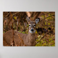 Whitetail Deer