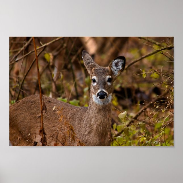 Whitetail Deer Poster (Front)