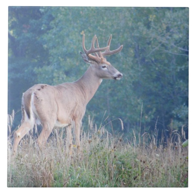 Whitetail Deer (Profile) Decorative Tile (Front)