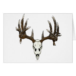 Whitetail deer skull 1