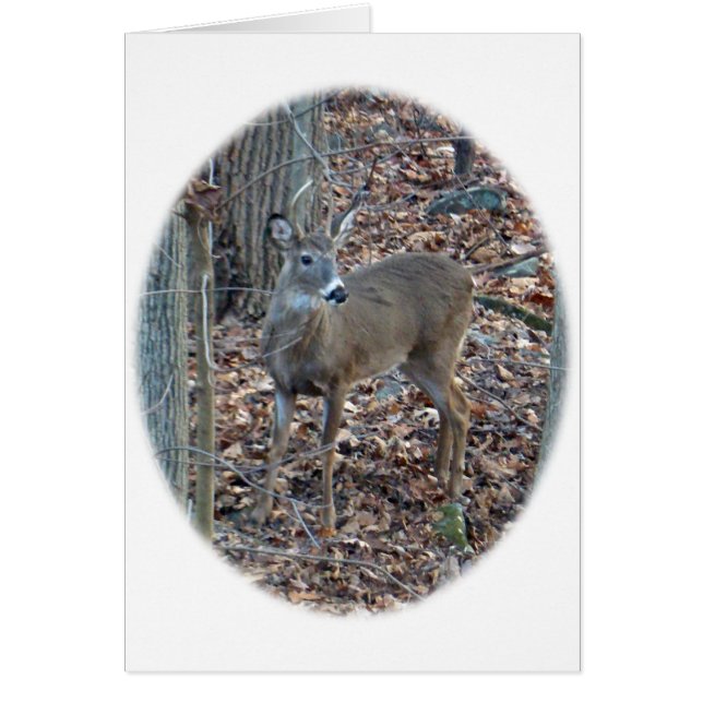 Whitetail Deer Spike Buck Series (Front)