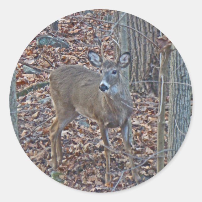 Whitetail Deer Spike Buck Series Classic Round Sticker (Front)