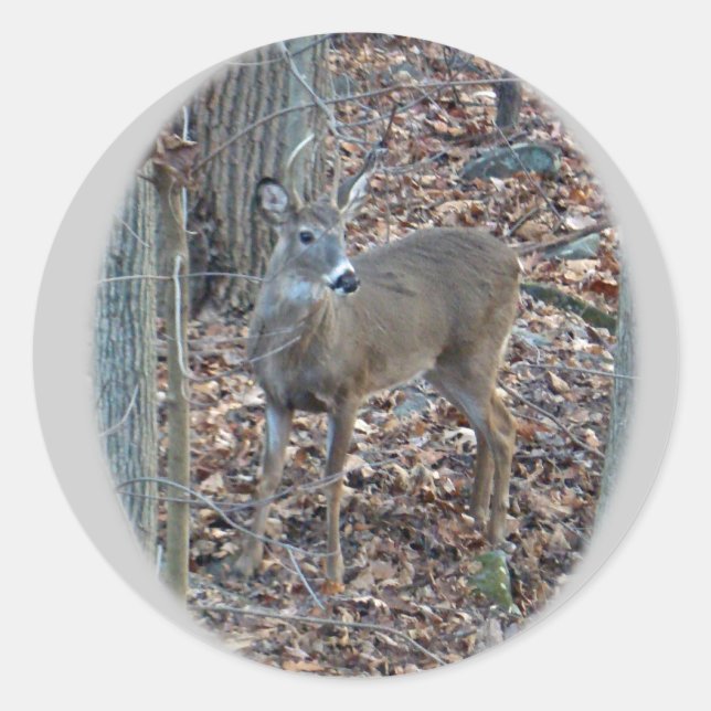 Whitetail Deer Spike Buck Series Classic Round Sticker (Front)