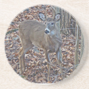 Whitetail Deer Spike Buck Series Coaster