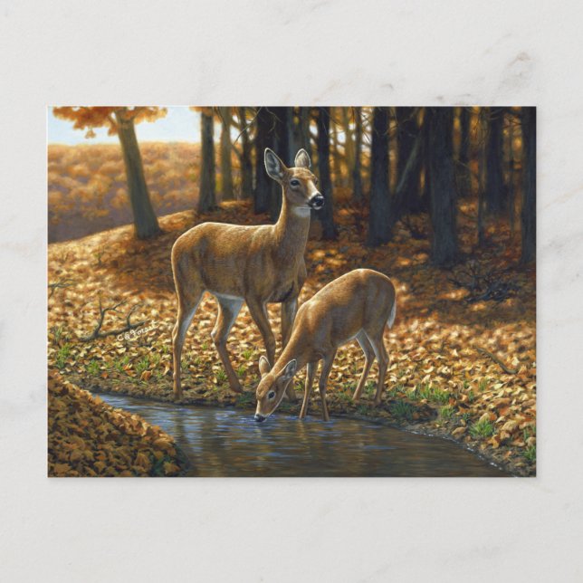 Whitetail Doe and Fawn Drinking from a Stream Postcard (Front)