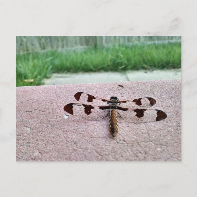 Whitetail Dragonfly Postcard (Front)