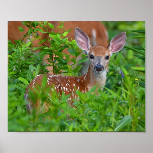 Whitetail Fawn Photo Poster (Front)