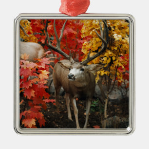 Whitetail In Autumn Metal Ornament