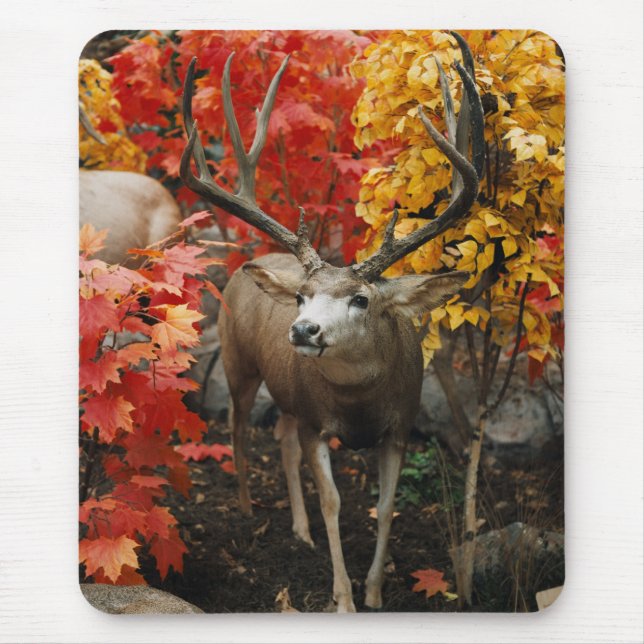 Whitetail In Autumn Mouse Pad (Front)