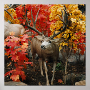 Whitetail In Autumn Poster