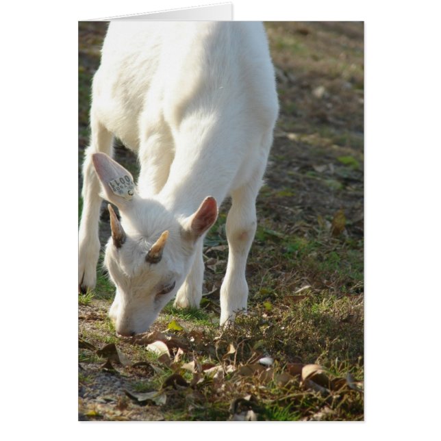 Whitey La Chèvre Saanen (Devant)