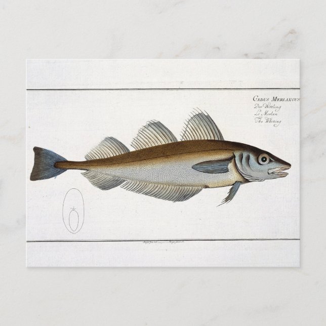 Whiting (Gadus Merlangus) plate LXV from 'Ichthyol Postcard (Front)