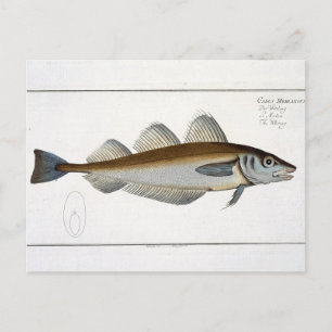 Whiting (Gadus Merlangus) plate LXV from 'Ichthyol Postcard