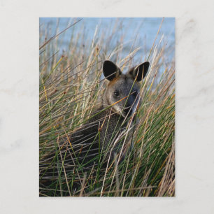 Who Are You Postcard