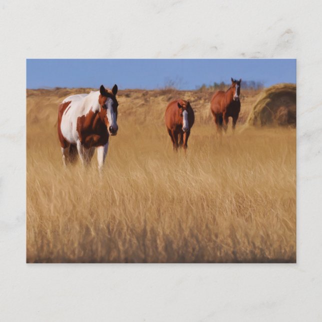 Who are you? postcard (Front)