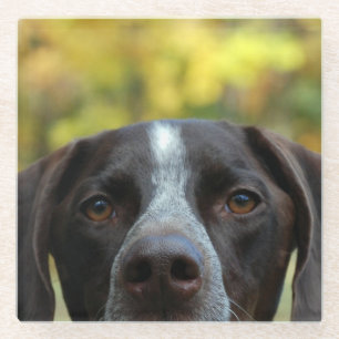 Who Dat Dog Glass Coaster