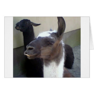 Who me? Zoo Llama design
