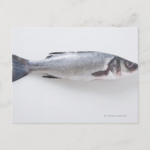 Whole branzini fish postcard