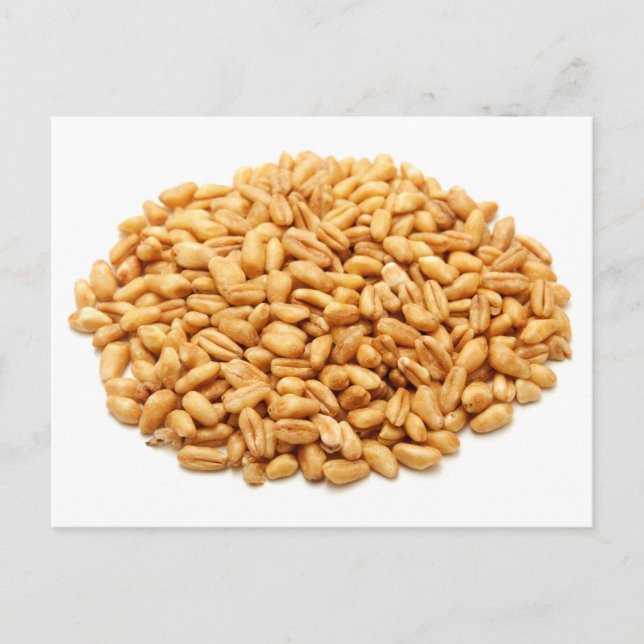 Whole wheat grains postcard (Front)