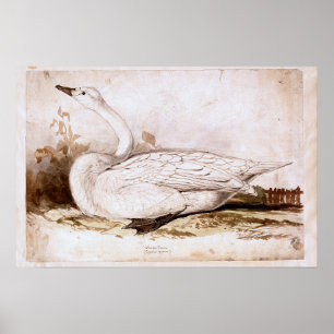Whooper swan (cygnus cygnus)  1835 , Lear, Edward Poster