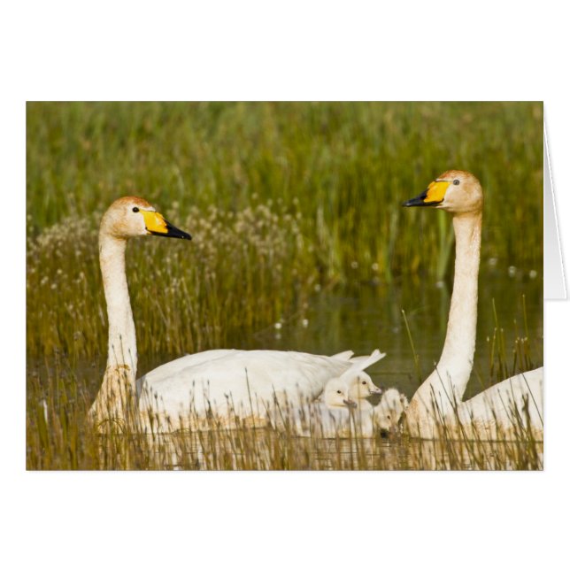 Whooper swan pair with cygnets in Iceland. (Front Horizontal)