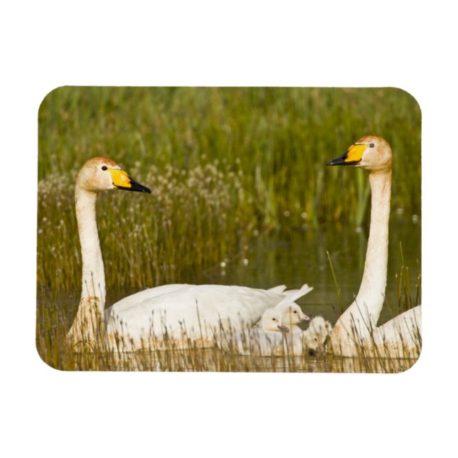 Whooper swan pair with cygnets in Iceland. Magnet (Horizontal)