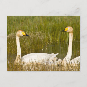 Whooper swan pair with cygnets in Iceland. Postcard
