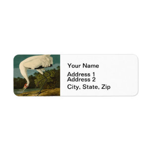Whooping Crane Audubon Bird Painting