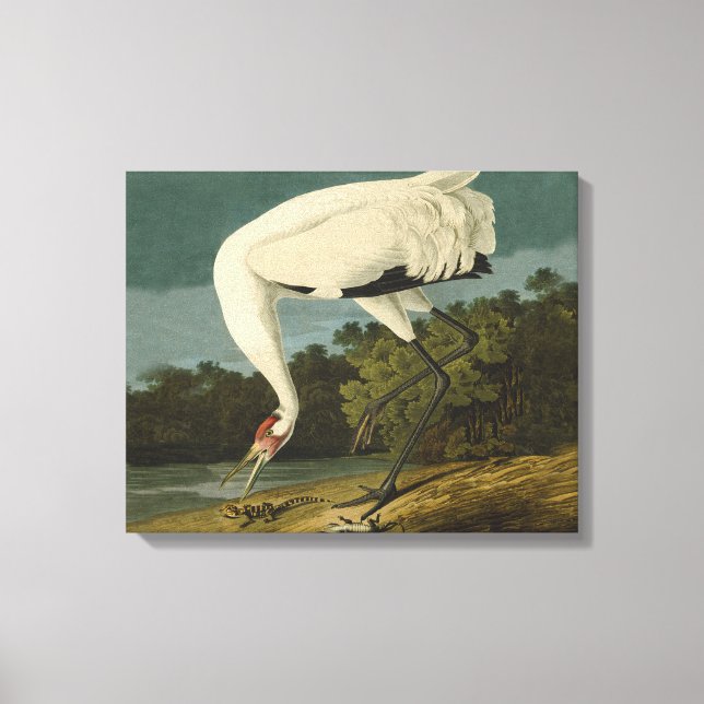 Whooping Crane Audubon Bird Painting Canvas Print (Front)