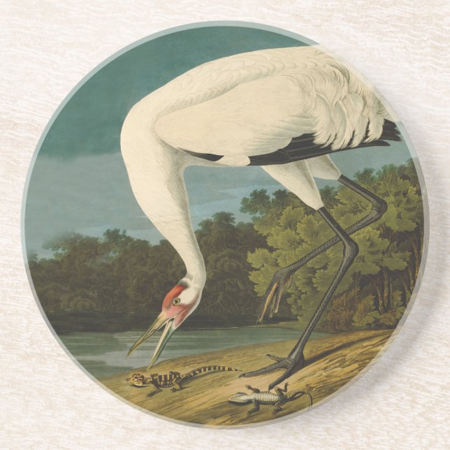 Whooping Crane Audubon Bird Painting Coaster (Front)