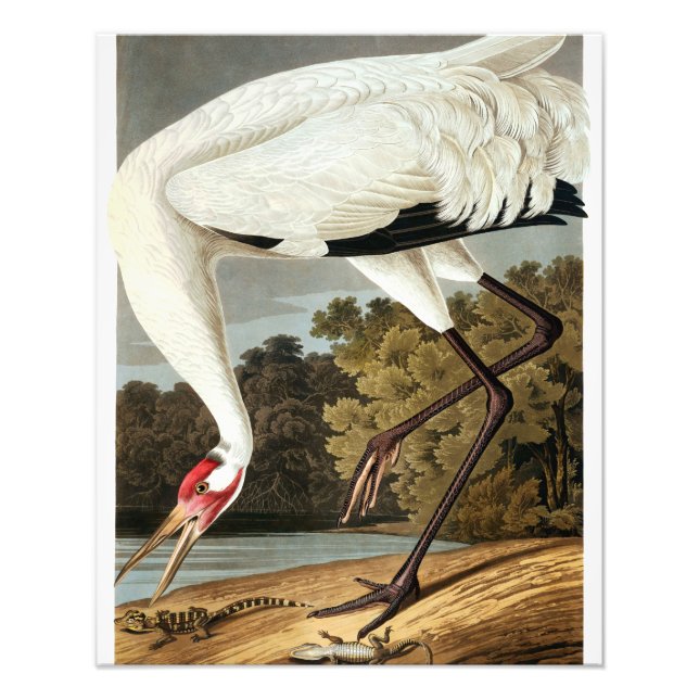 Whooping Crane by John James Audubon Photo Print (Front)
