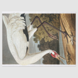 Whooping Crane by John James Audubon Tissue Paper