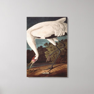 Whooping Crane, from 'Birds of America' Canvas Print