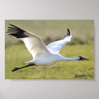 Whooping Crane (Grus americana) Poster