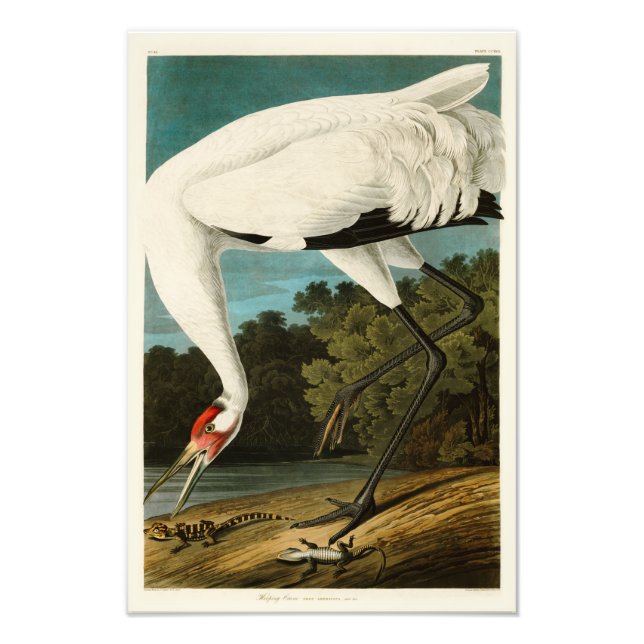 Whooping Crane John James Audubon Birds of America Photo Print (Front)