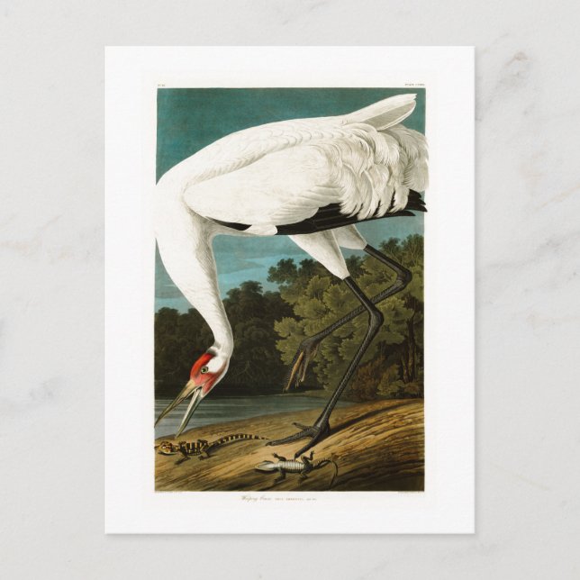 Whooping Crane John James Audubon Birds of America Postcard (Front)
