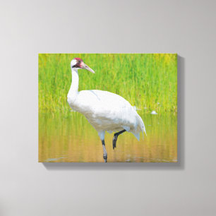 Whooping Crane Wading in Marsh Canvas Print