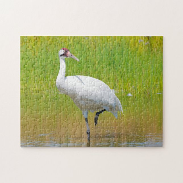 Whooping Crane Wading in Marsh Jigsaw Puzzle (Horizontal)