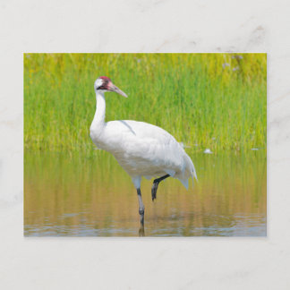 Whooping Crane Wading in Marsh Postcard