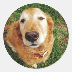 Who's a Good Boy? Classic Round Sticker