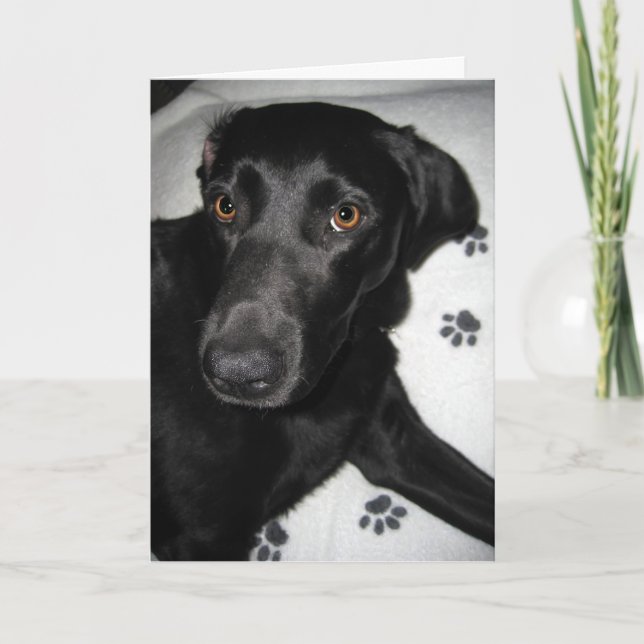 Who's Sorry Now Card (Front)