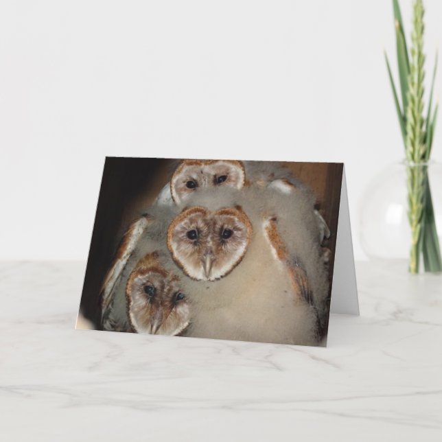 "Who's There?" Barn Owl greeting card (Front)