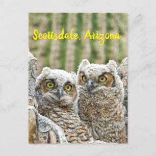 Who's there? Pair of Owl's Scottsdale, Arizona Postcard