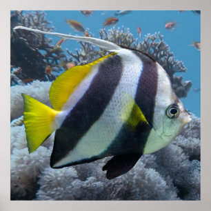 Who's Who On The Coral Reef – Copper Banded Butter Poster