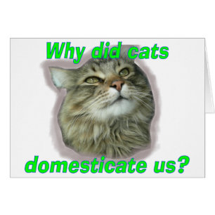 Why did cats domesticate us?