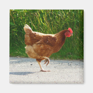 Why did the Chicken Cross the Road? Magnet