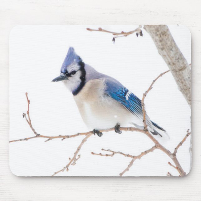 Wichita County, Texas. Blue Jay Mouse Pad (Front)