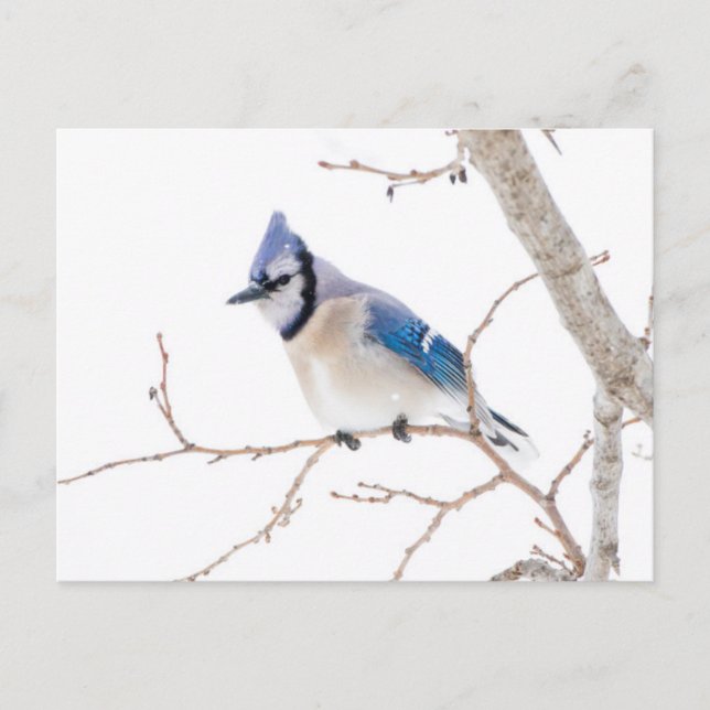 Wichita County, Texas. Blue Jay Postcard (Front)