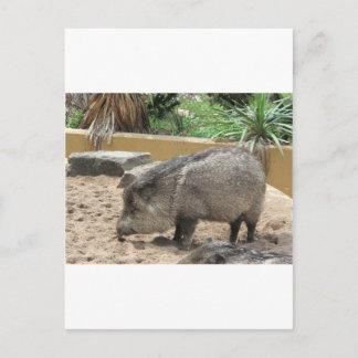 WID PIG POSTCARD
