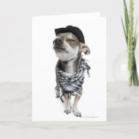 Wide-angle of a Chihuahua with his eyes closed